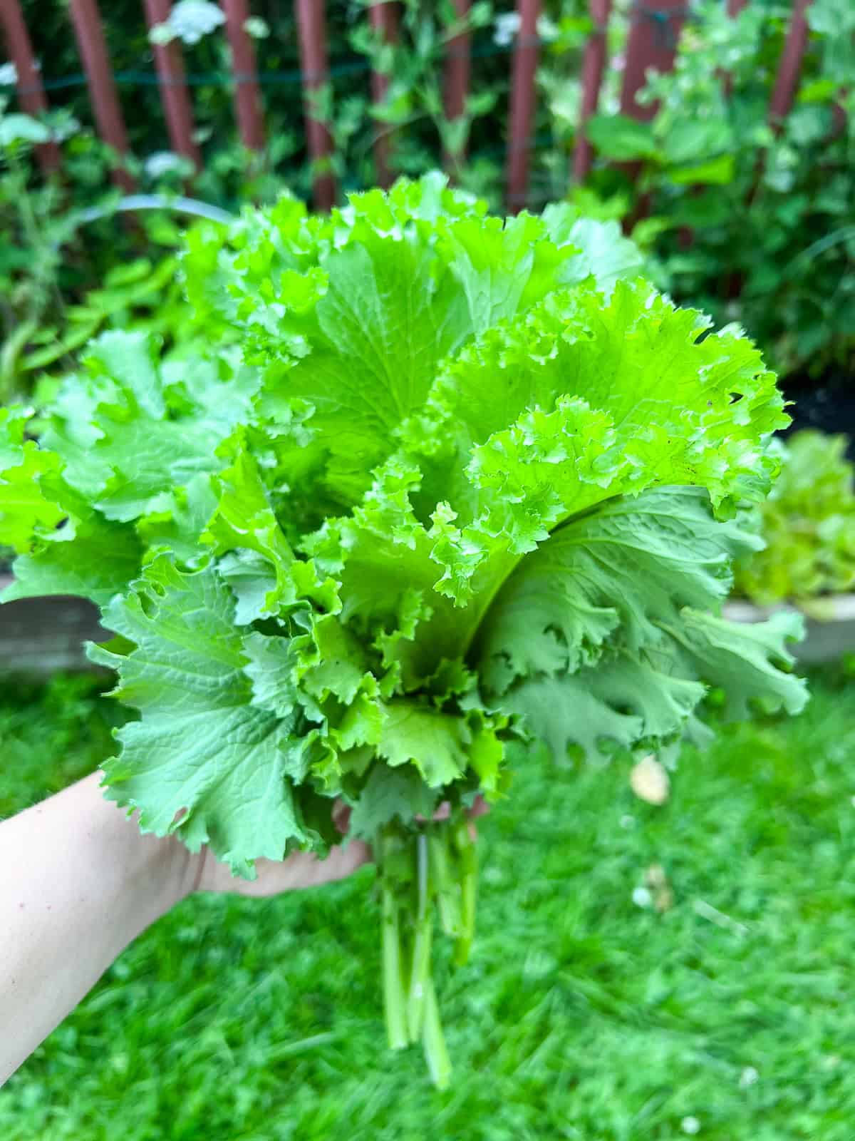 Young Giant Mustard plants growing in full sun