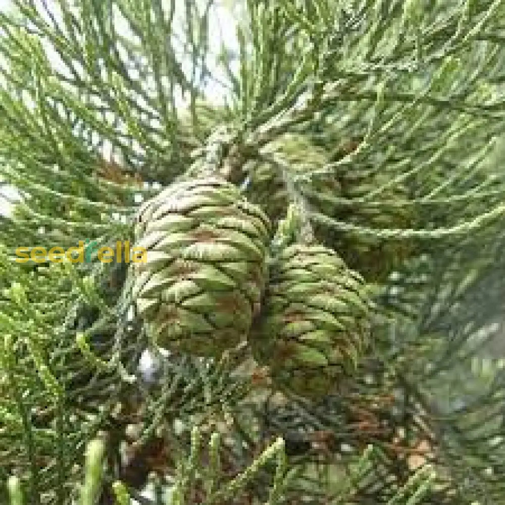 Giant Sequoia Planting Seeds  Grow Your Own Majestic Tree Plant Seeds