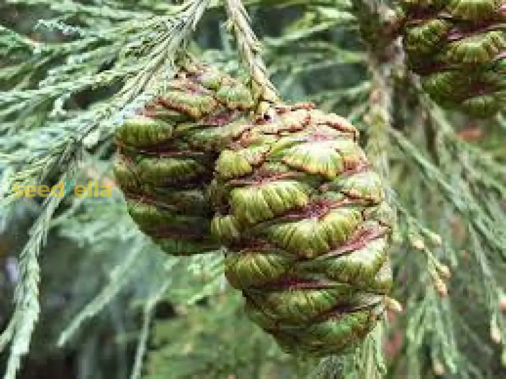 Giant Sequoia Planting Seeds  Grow Your Own Majestic Tree Plant Seeds