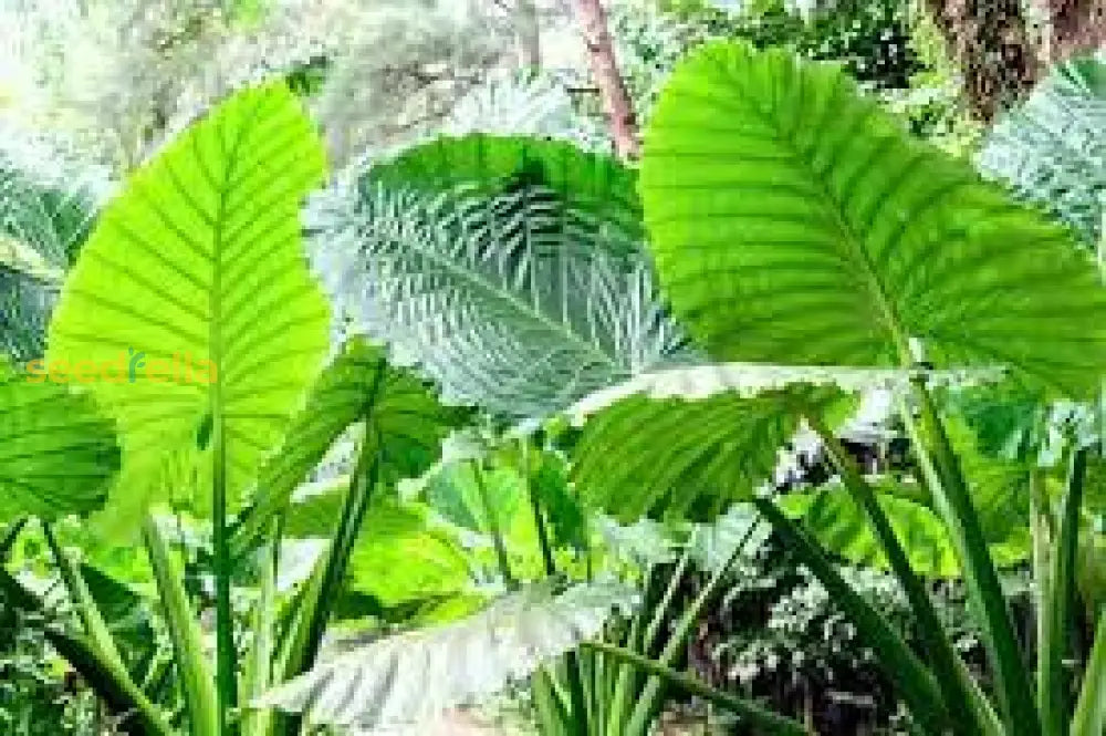 Giant Taro Seeds For Easy Home Planting Plant Seeds