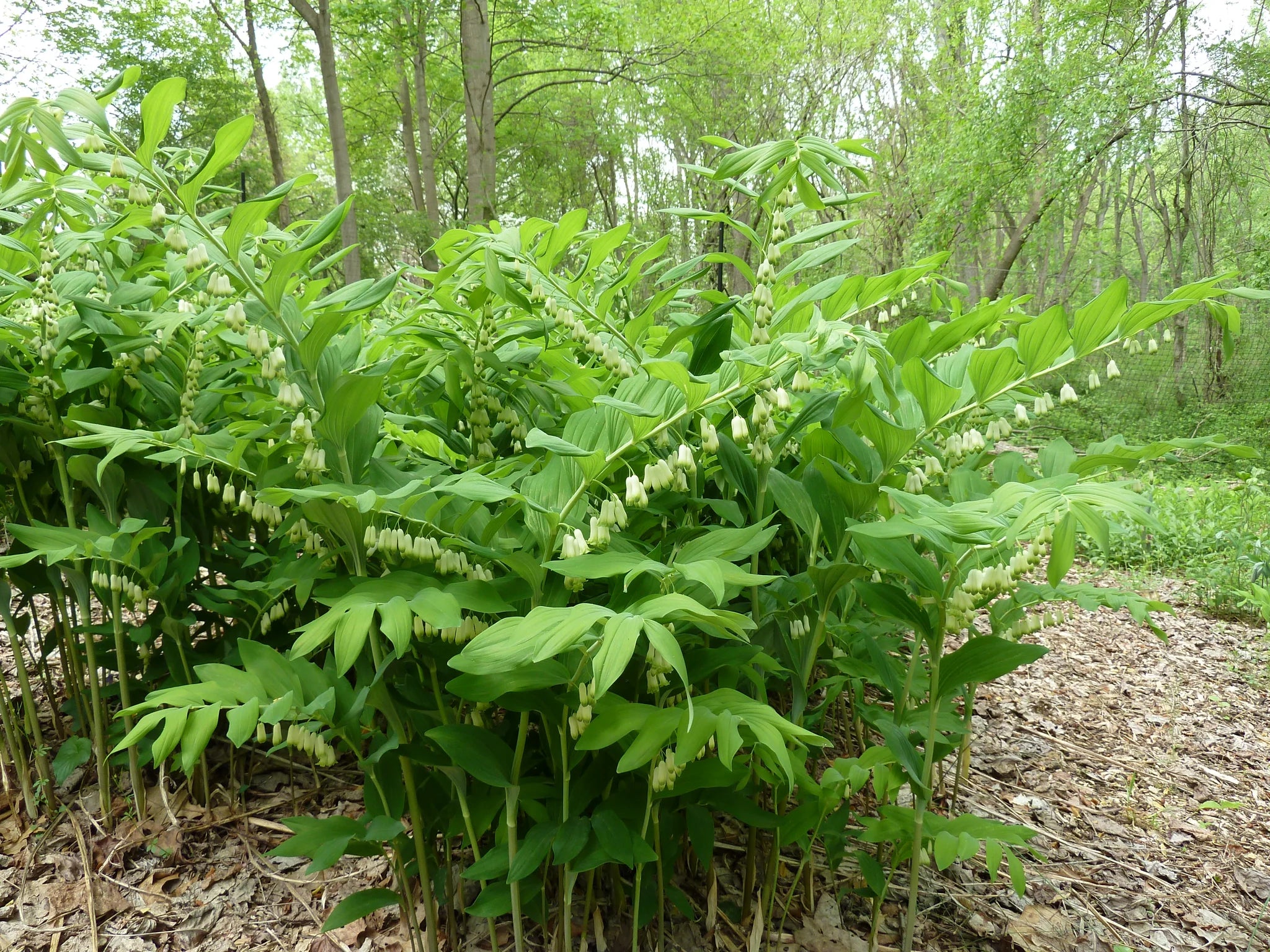 White Solomons Flower seeds for Planting - Cottage Garden Essential, Heirloom & GMO Free Seeds for Home Garden