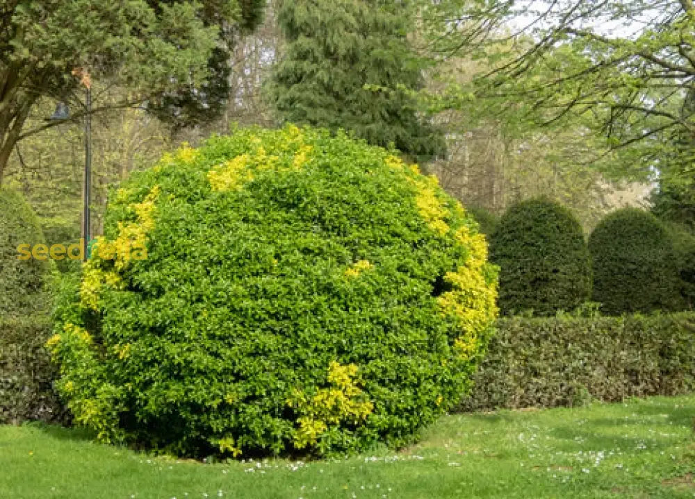 Giapponese Tree Seeds For Planting - Ideal Gardens Plant Seeds