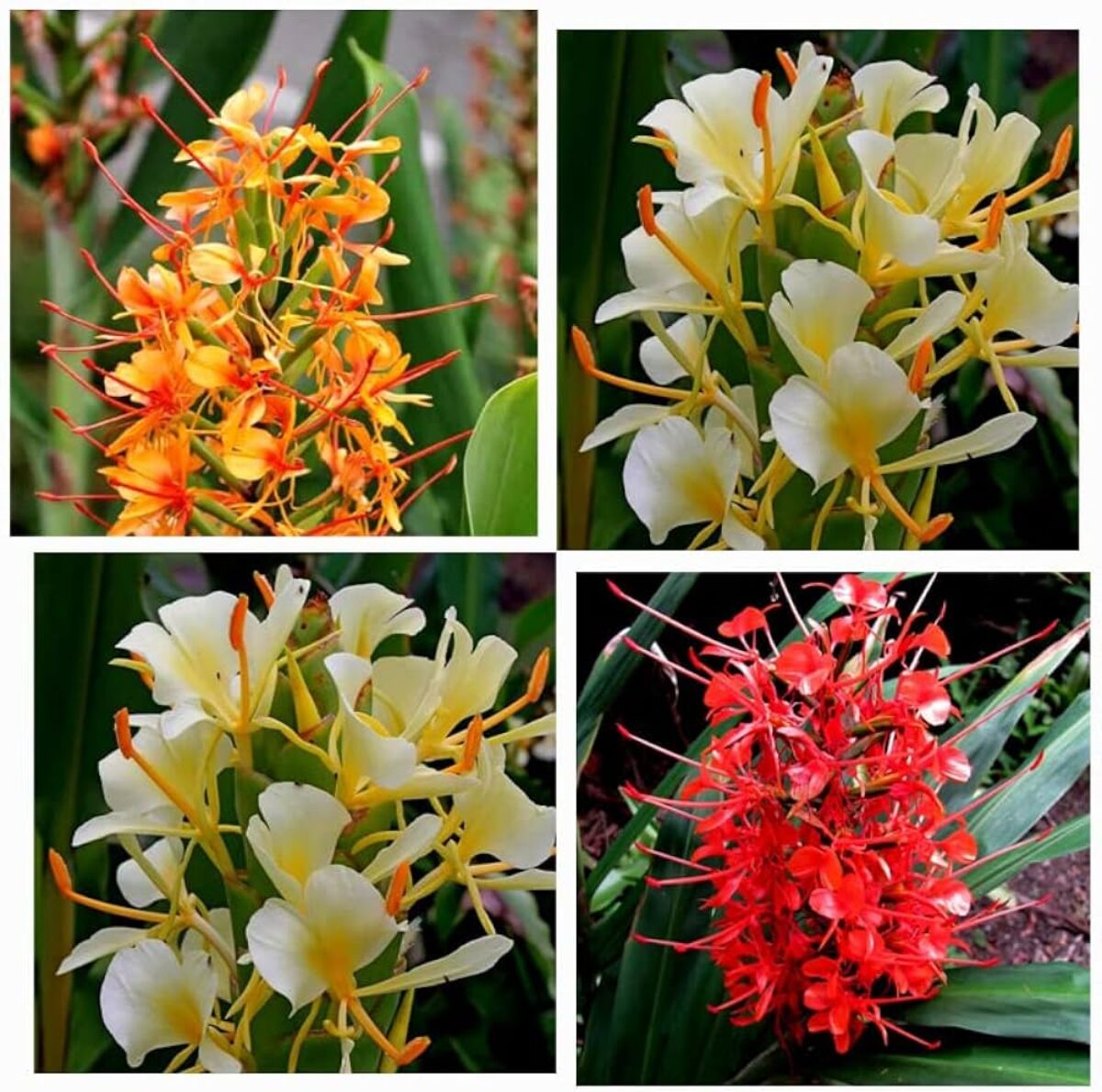 Yellow Fragrant Flower seeds for Planting - Long Bloom Season, Heirloom & GMO Free Seeds for Home Garden