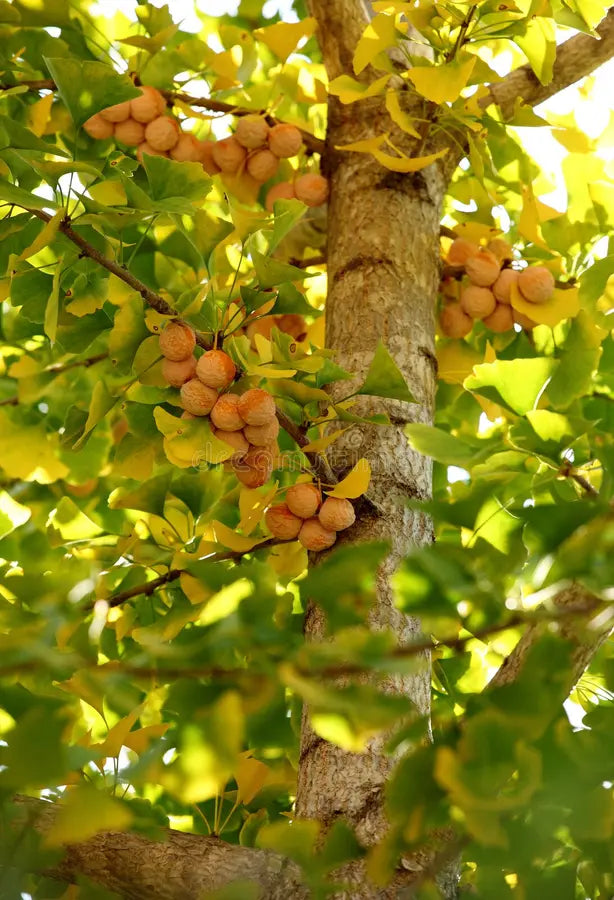 Ginkgo Fruit seeds for Planting Fruit Seeds for Home Gardens, Containers & Outdoor Growing
