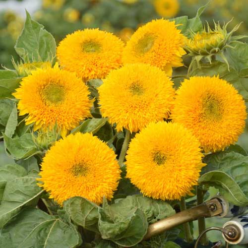 Yellow Bear SunFlower seeds for Planting - Fragrant Blossoms, Heirloom & GMO Free Seeds for Home Garden
