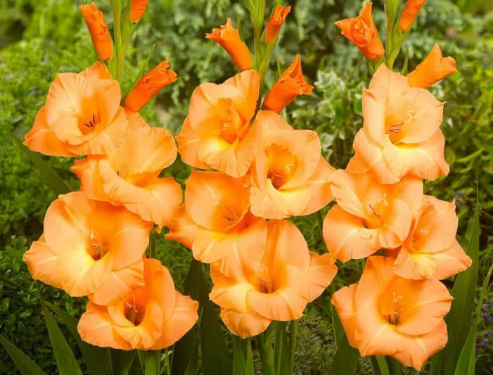 Pink Gladiolus Hybridus Flower seeds for Planting - Hardy Variety, Heirloom & GMO Free Seeds for Home Garden