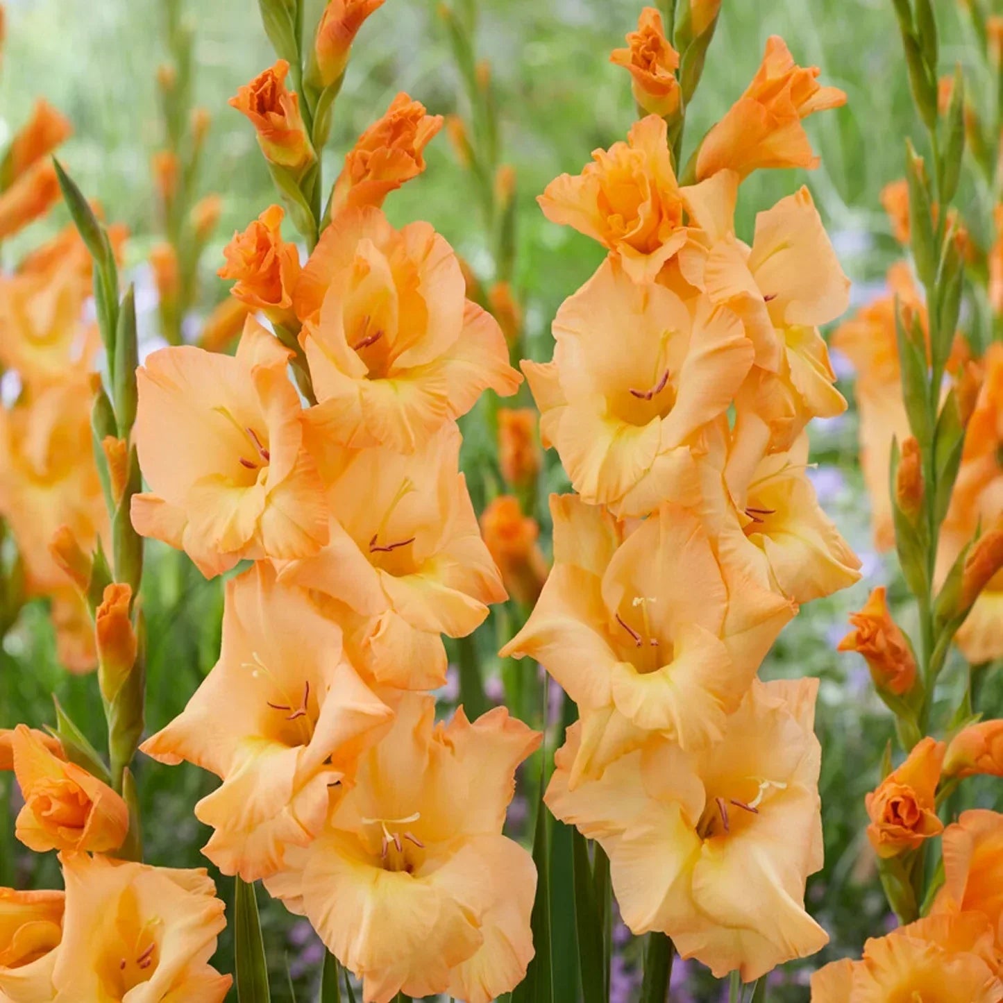 Yellow Orange Gladiolus Flower seeds for Planting Colorful Display Heirloom & GMO Free Seeds for Home Garden 
 
 Sale