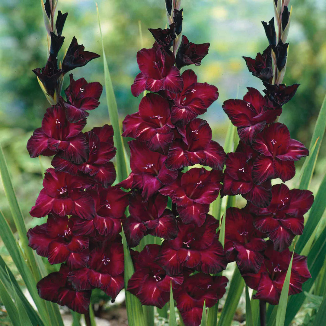 Maroon Gladiolus Flower Seeds for Planting – Sun Loving Heirloom & NonGMO Seeds for Home Garden
 
 Sale