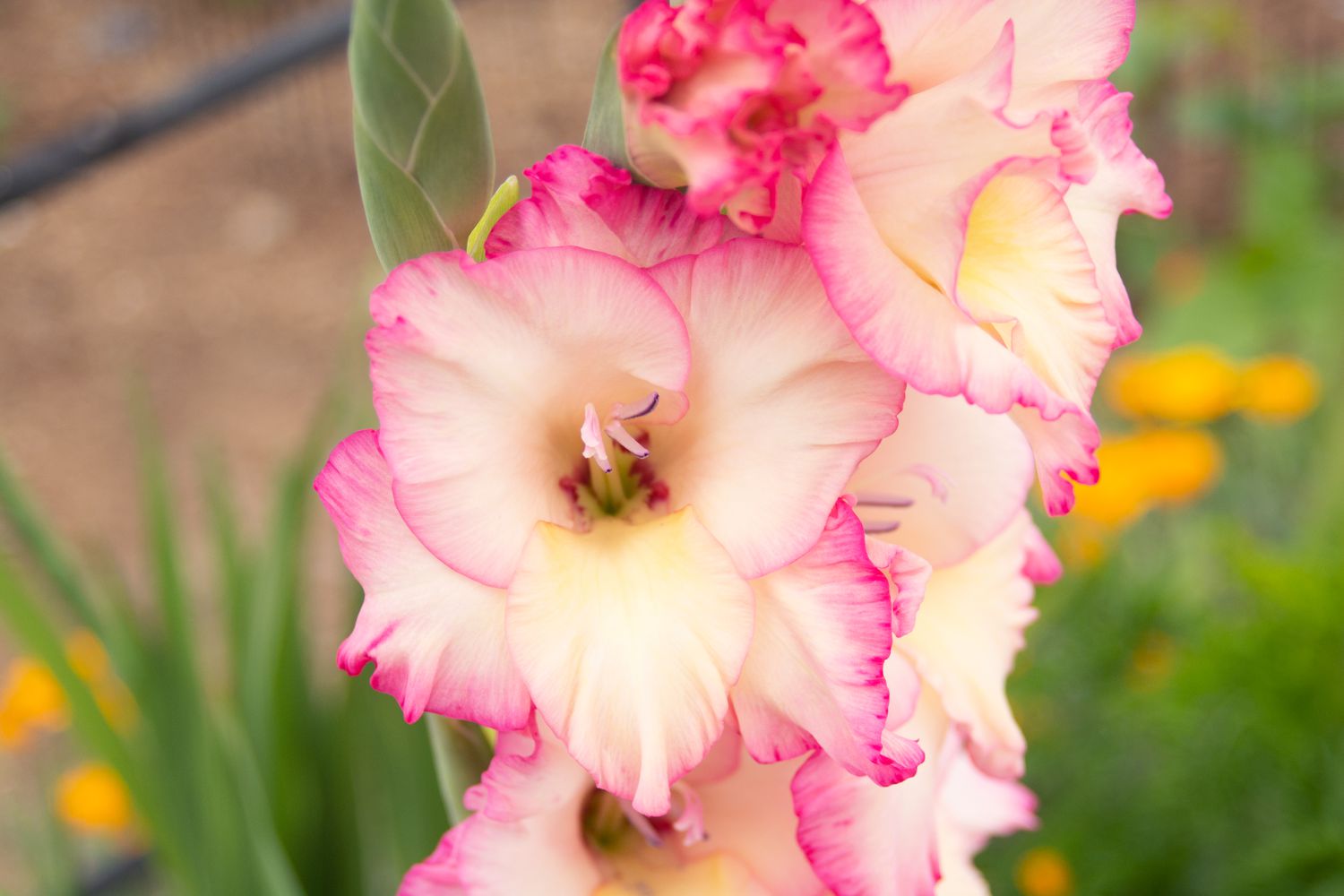 Soft Pink Yellow Gladiolus Flower Seeds for Planting Wildflower Mix Heirloom & GMO Free Seeds for Home Garden
 
 Sale