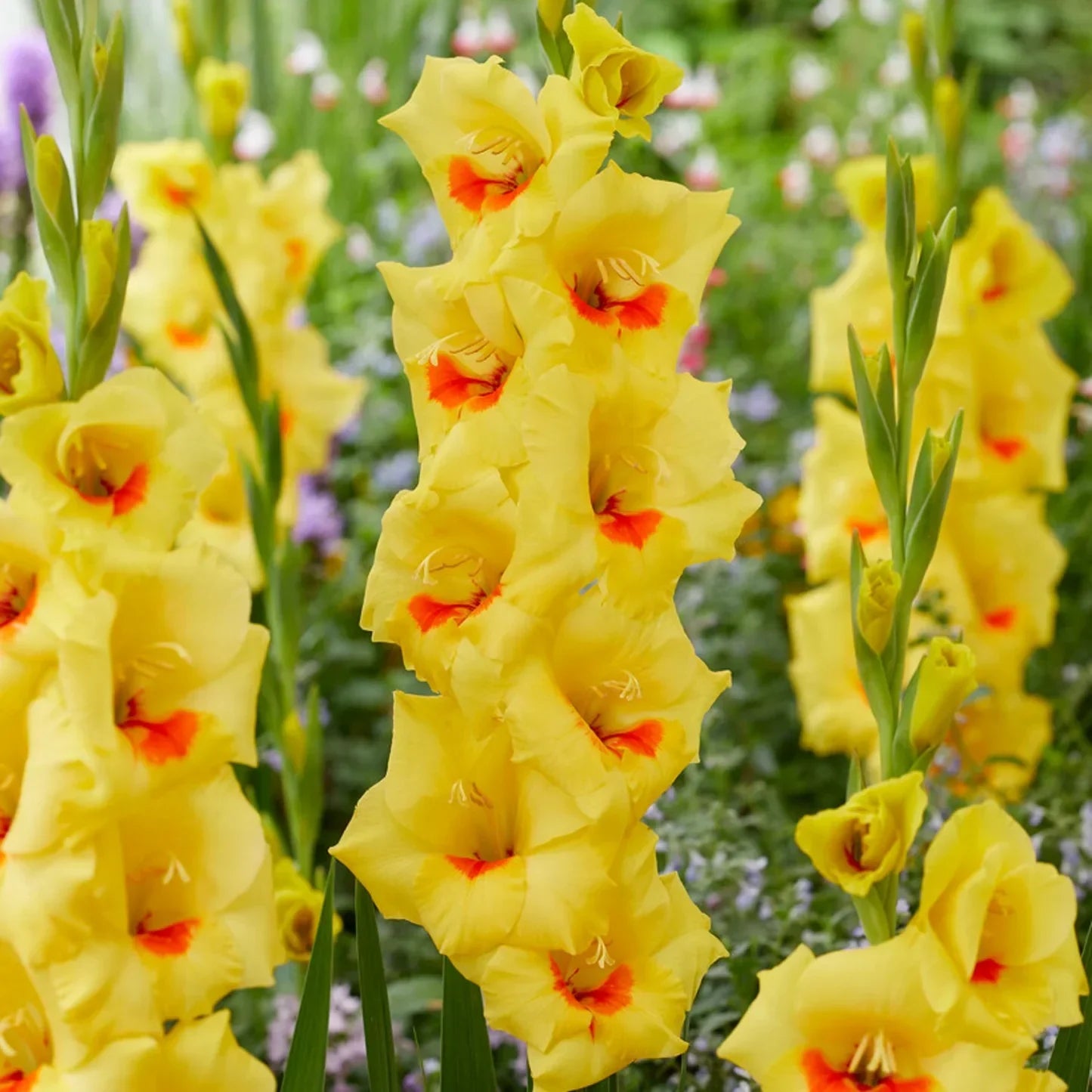 Yellow Gladiolus Hybridus Flower seeds for Planting - Shade Tolerant, Heirloom & GMO Free Seeds for Home Garden