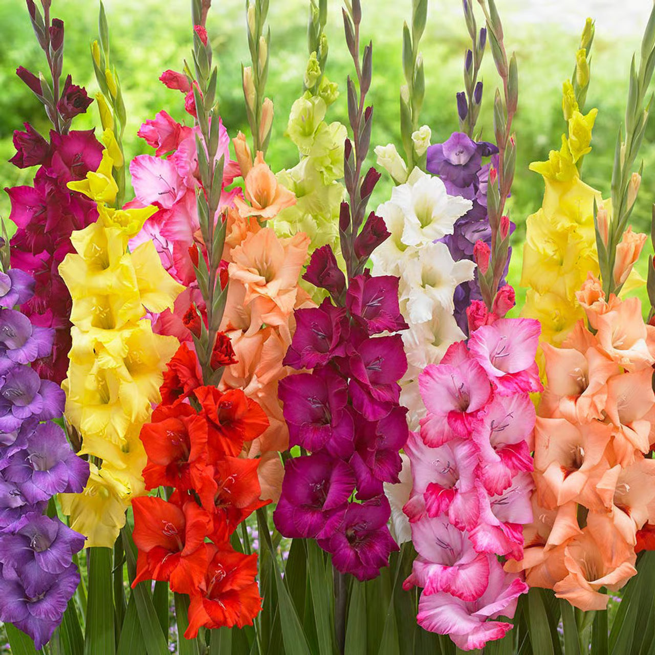 Mixed Color Gladiolus Flower Seeds for Planting Easy to Grow Heirloom & GMO Free Seeds for Home Garden
 
 Sale