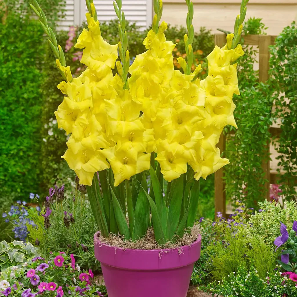 Light Yellow Gladiolus Flower Seeds for Planting Drought Tolerant Heirloom & GMO Free Seeds for Home Garden
 
 Sale