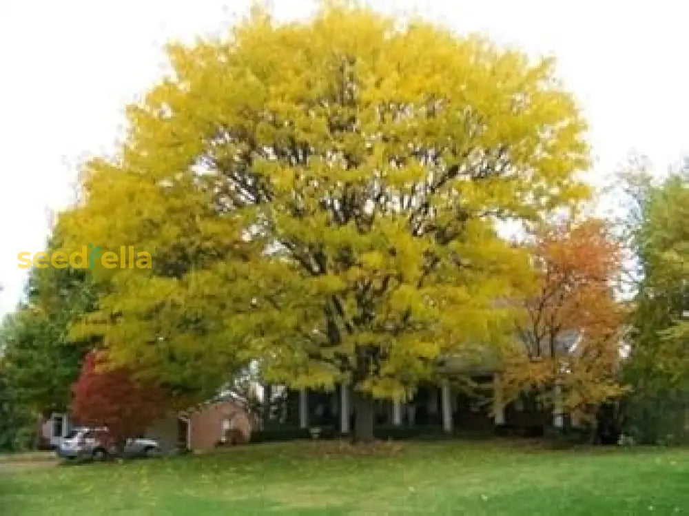 Gleditsia Triacanthos Seeds  Vibrant Light Green Tree Planting Plant Seeds
