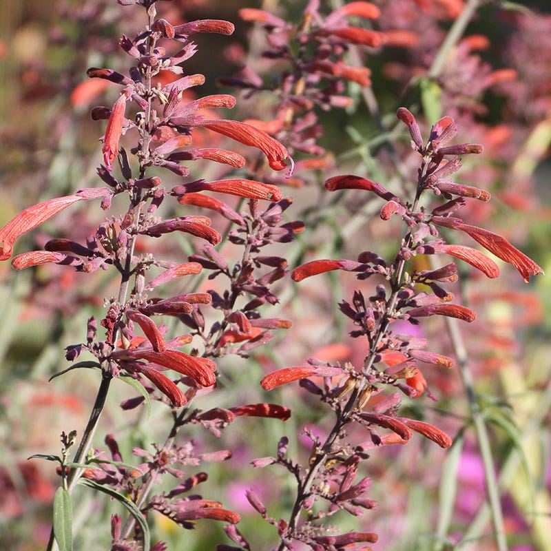 Orange Agastache Navajo Flower seeds for Planting - Pollinator Friendly, Heirloom & GMO Free Seeds for Home Garden