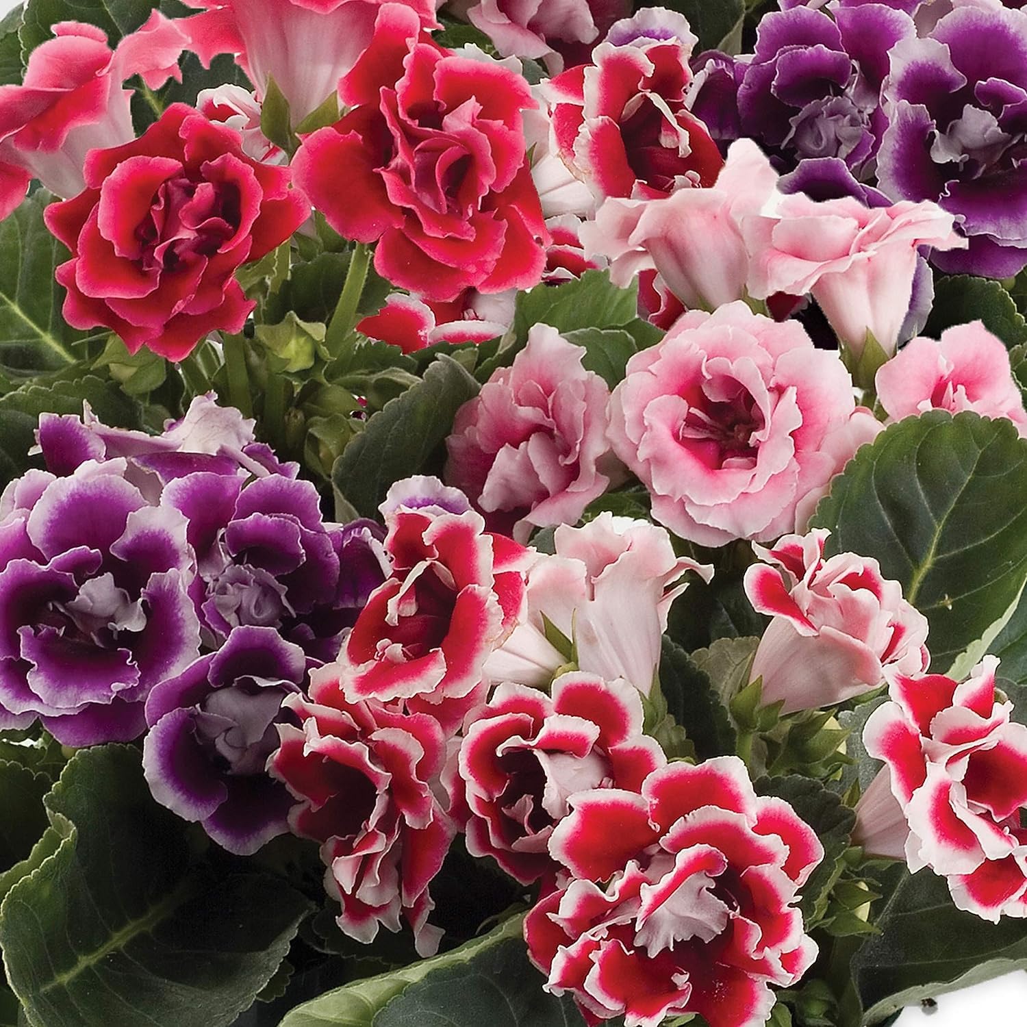 White and red Gloxinia flowers in pots