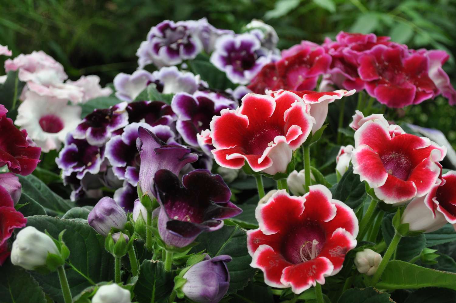 Gloxinia Sinningia Seeds For Planting