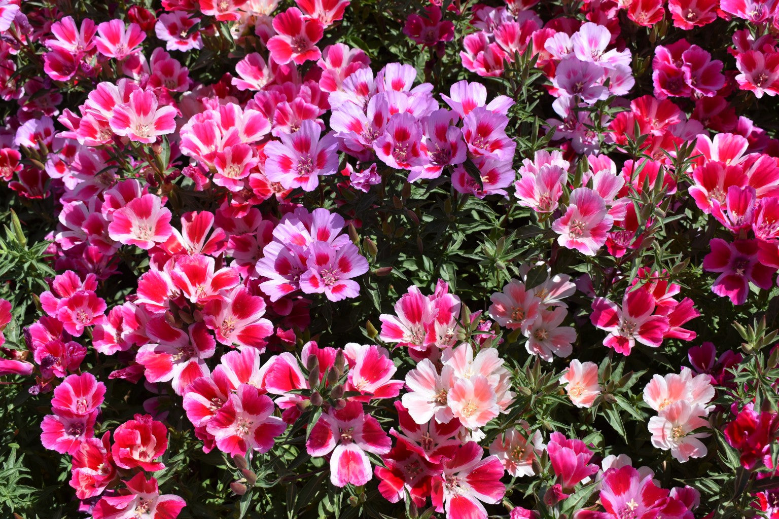 Mixed Godetia Flower seeds for Planting - Bright Blooms, Heirloom & GMO Free Seeds for Home Garden