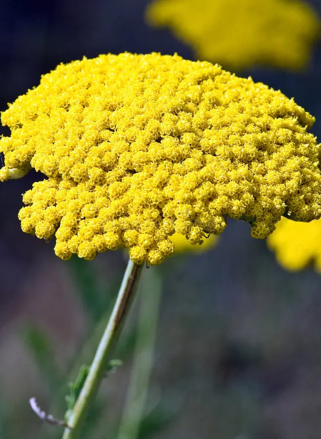 Yellow Achillea Flower seeds for Planting - Bright Blooms, Heirloom & GMO Free Seeds for Home Garden