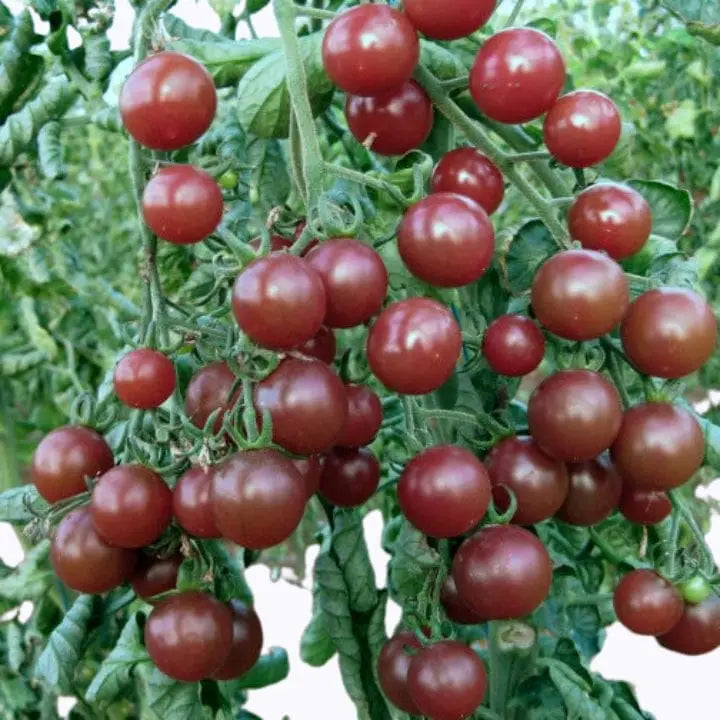 Brown Tomato Vegetable Seeds for Growing