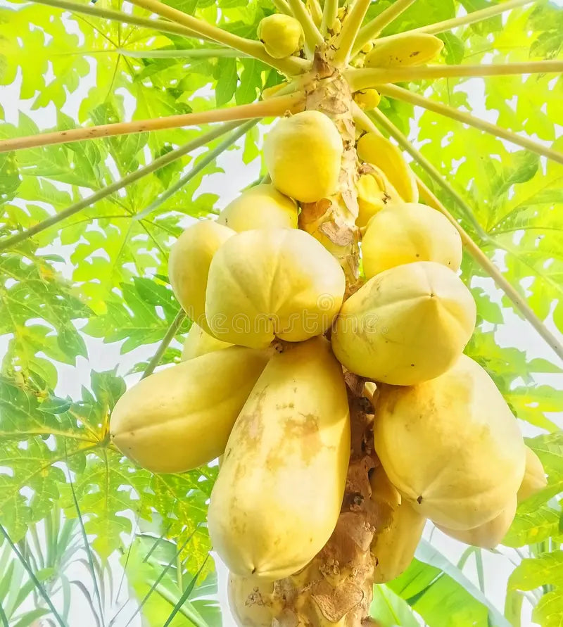 Yellow Papaya Seeds for Planting  Grow Delicious Fruit at Home