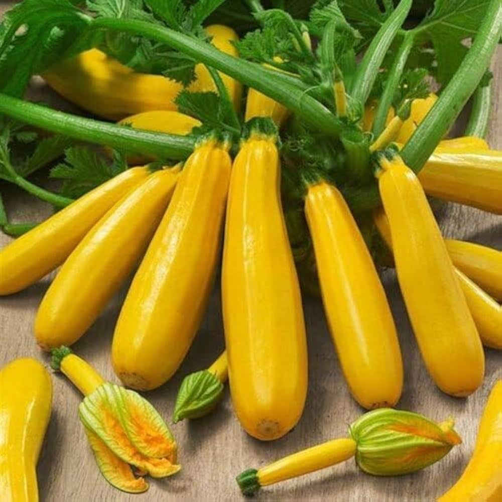 Golden zucchini plants growing in a garden