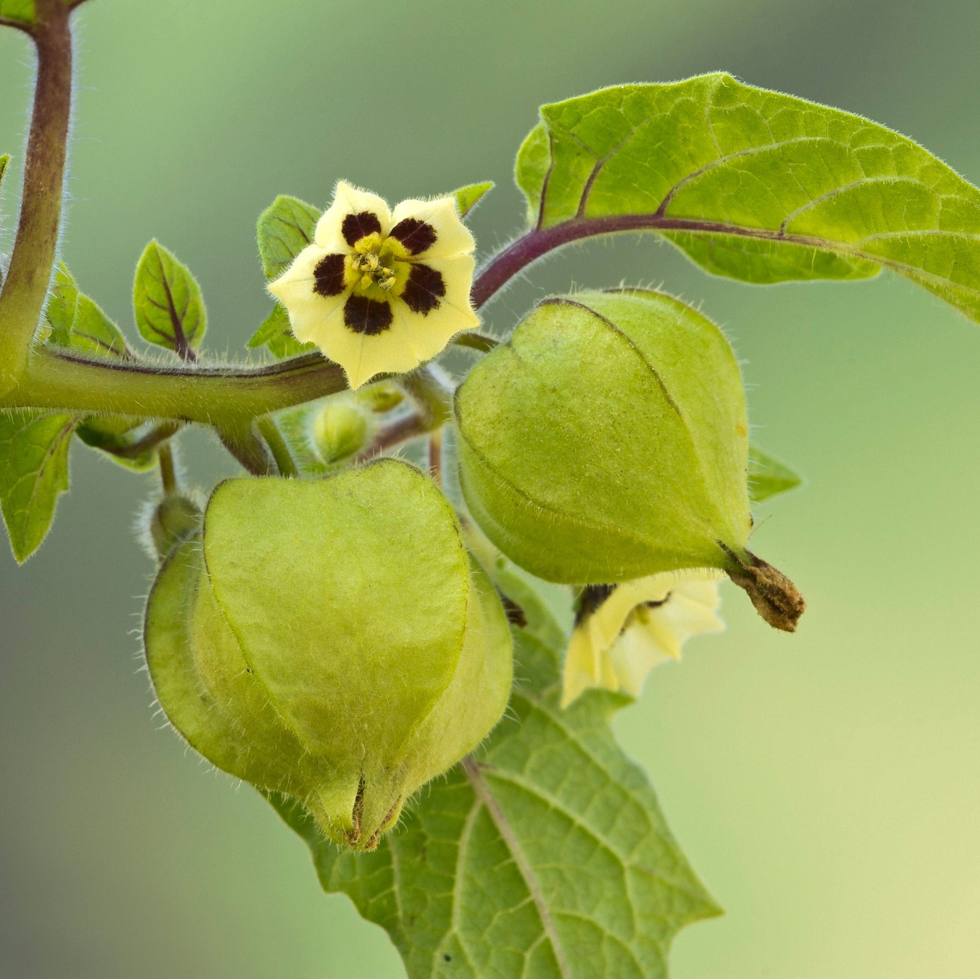 Organic Cape Gooseberry Seeds – Tropical Edible Fruit for Home Gardens