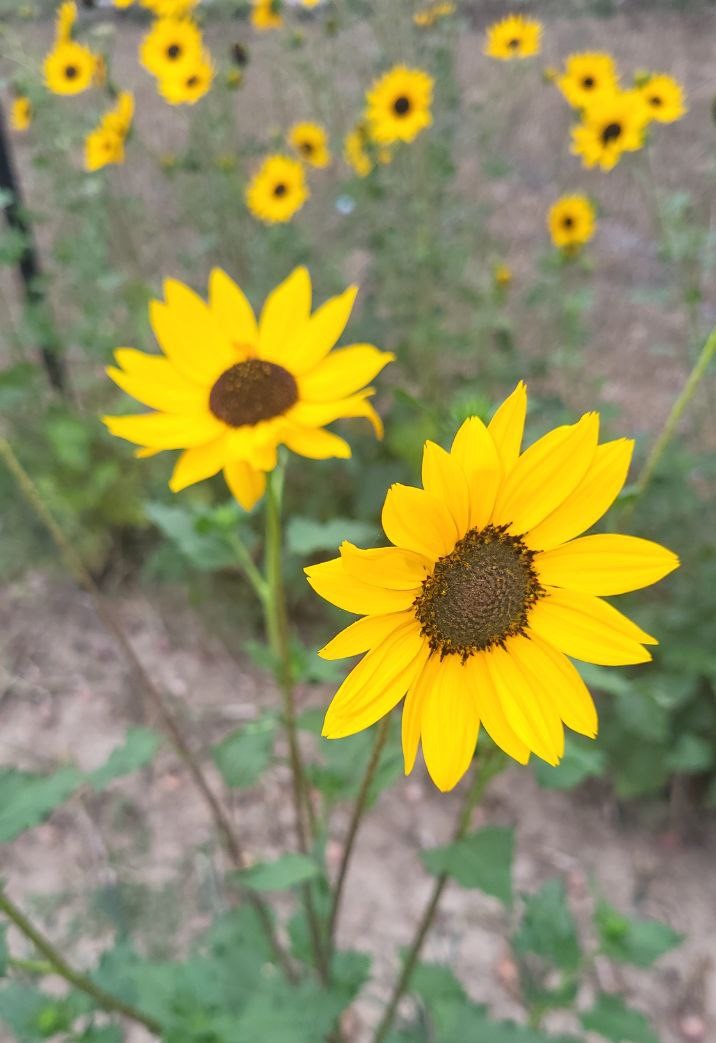 SunFlower seeds for Planting Cottage Garden Essential Heirloom & GMO Free Seeds for Home Garden