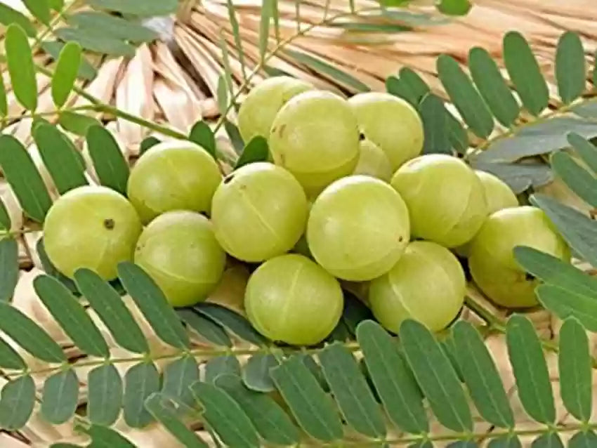 Gooseberry seedlings growing in fertile soil