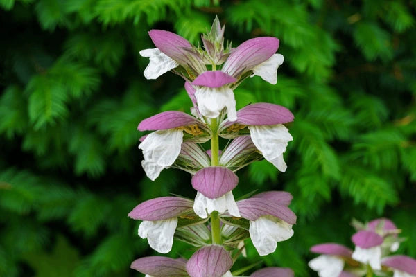 Breeches Flower seeds for Planting - Perfect for Borders, Heirloom & GMO Free Seeds for Home Garden