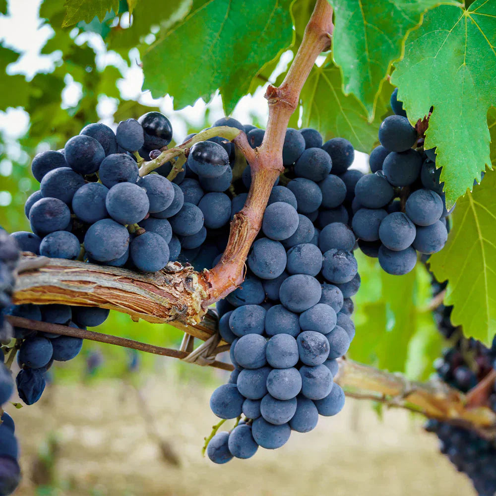 Grape Vine Seeds for Planting in Garden or Pots