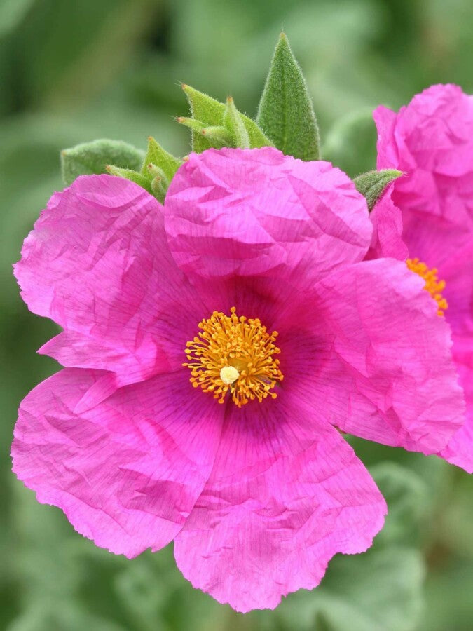 Zistrose Flower seeds for Planting - Easy to Grow, Heirloom & GMO Free Seeds for Home Garden