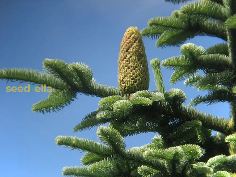 Green Abies Nobilis Seeds For Tree Planting Plant Seeds