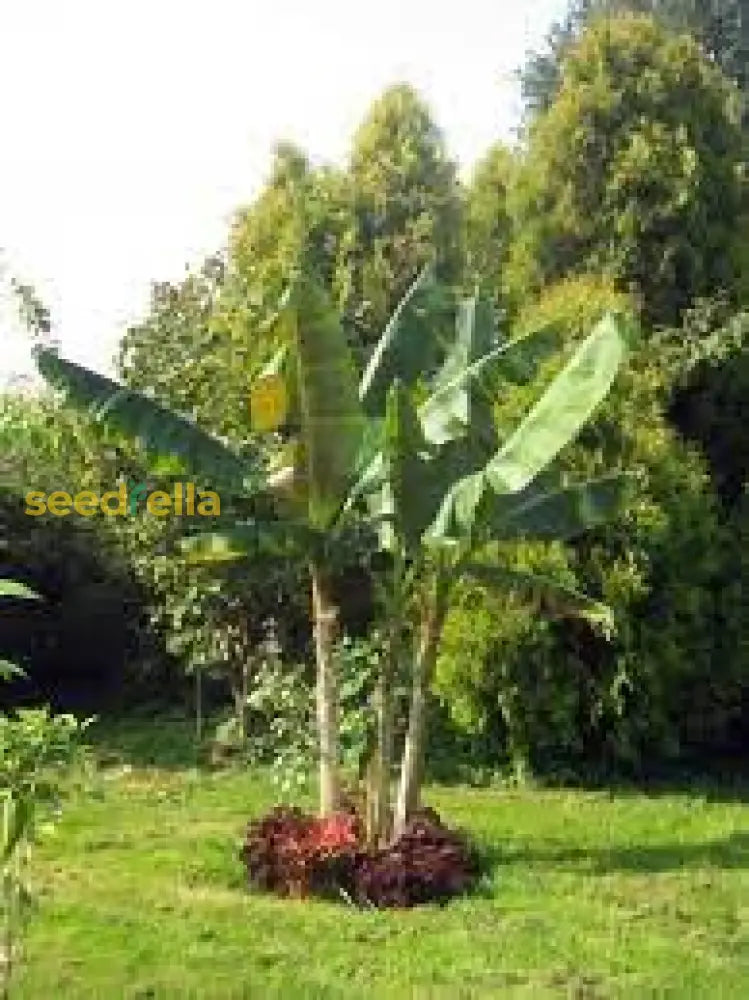 Green Asminia Triloba Seeds For Planting - Exotic Fruit Tree Starter Plant Seeds