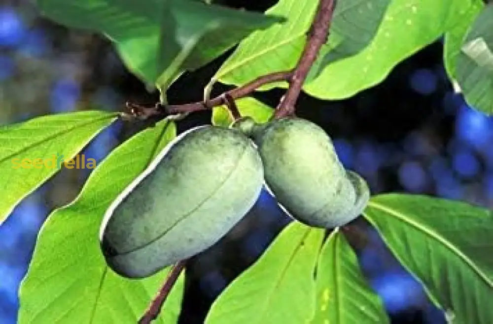 Green Asminia Triloba Seeds For Planting - Exotic Fruit Tree Starter Plant Seeds