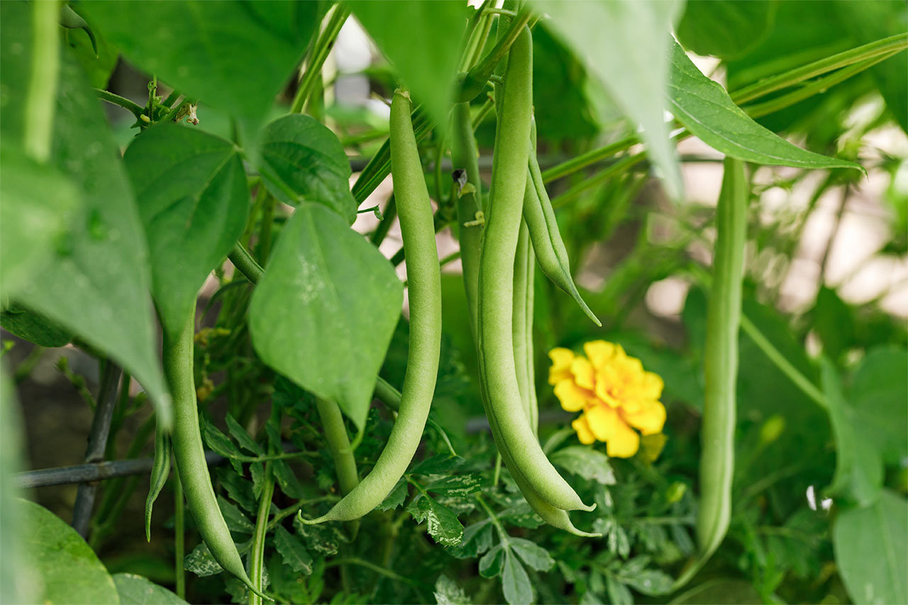 Green Snap Bean Seeds for Planting