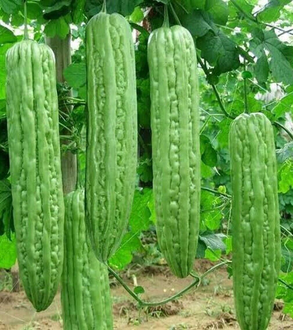 High quality Green Bitter Melon seeds closeup