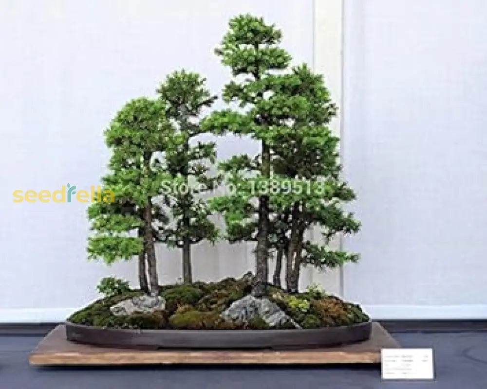 Green Bonsai Planting Seeds For Perfect Indoor Gardens Plant Seeds