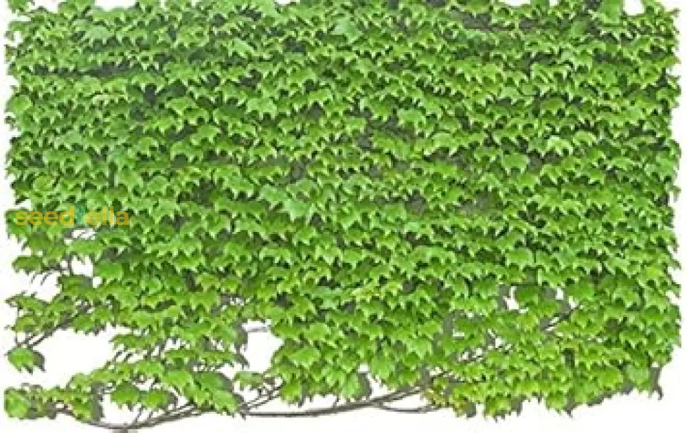Green Boston Ivy Plant Seeds For Lush Greenery - Ideal Planting On Walls And Trellises Seeds