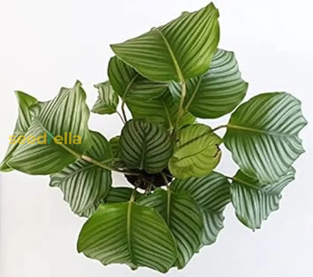 Green Calathea seeds for planting