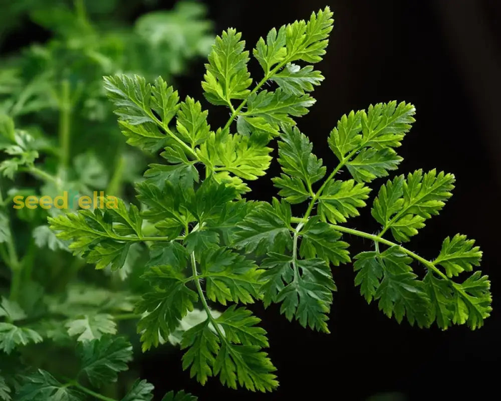 Green Chervil Curled Seeds For Home Planting Plant Seeds
