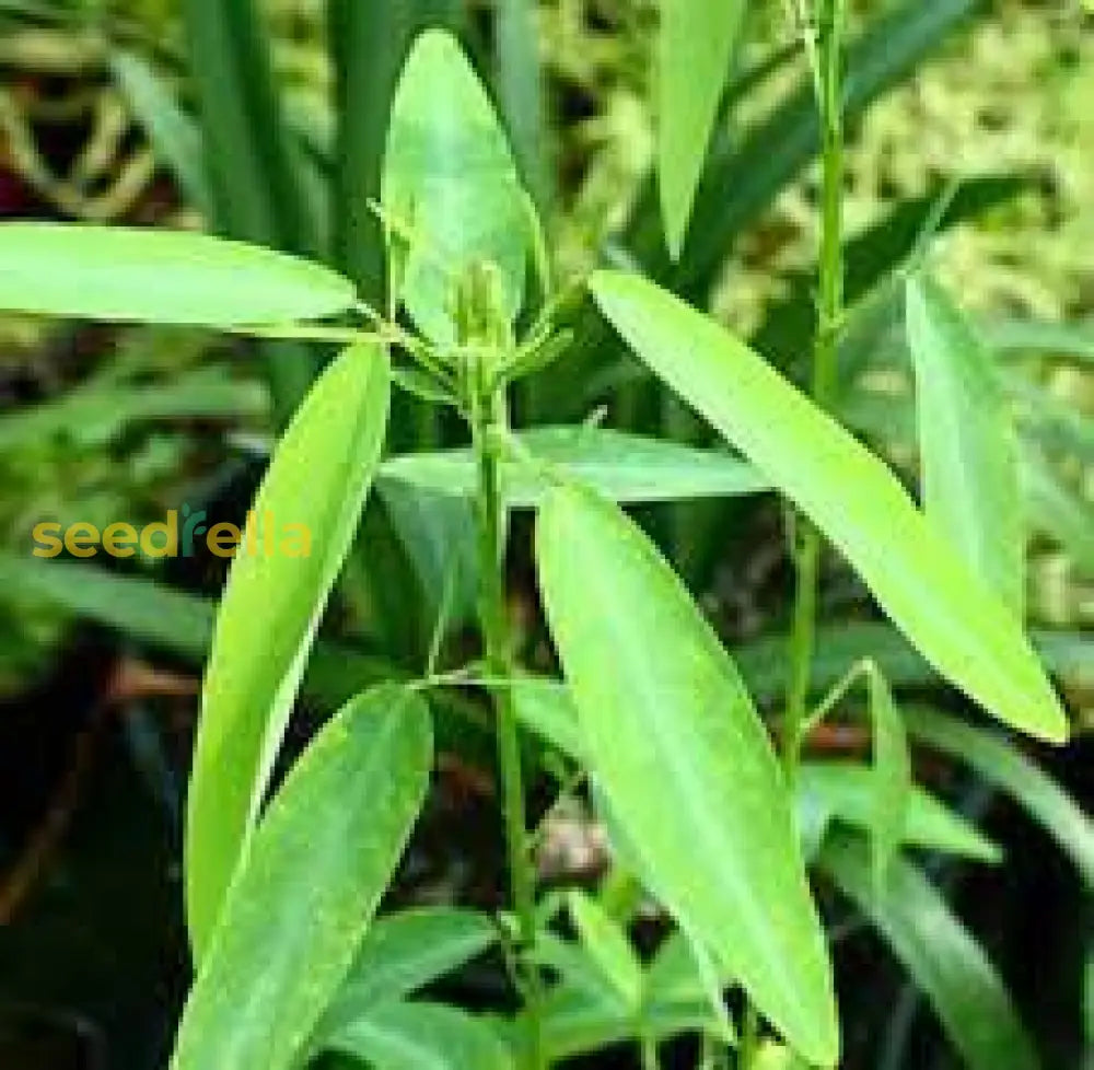 Green Codariocalyx Motorius Planting Seeds For Vibrant Growth Plant Seeds