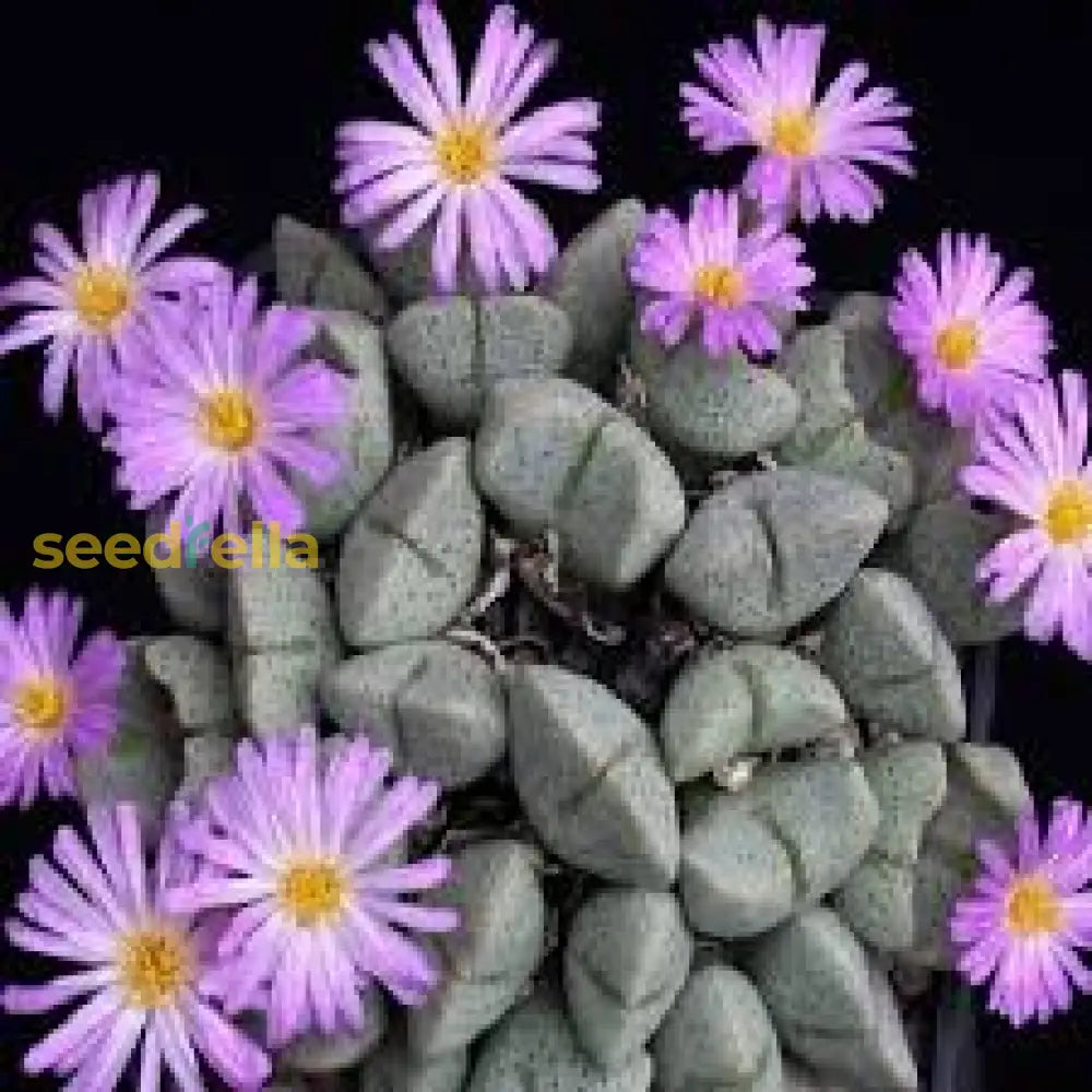 Green Conophytum Ernianum Flower Seeds | Unique Planting For Your Garden