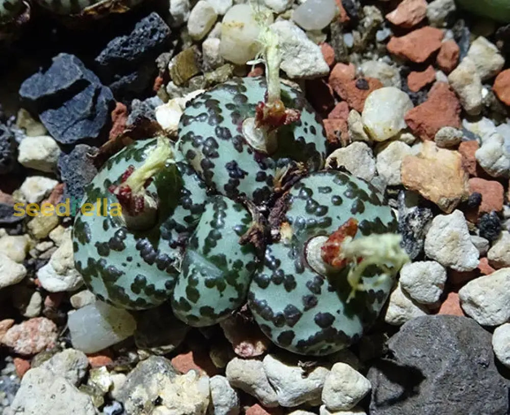 Green Conophytum Obcordellum Seeds For Easy Planting Plant Seeds