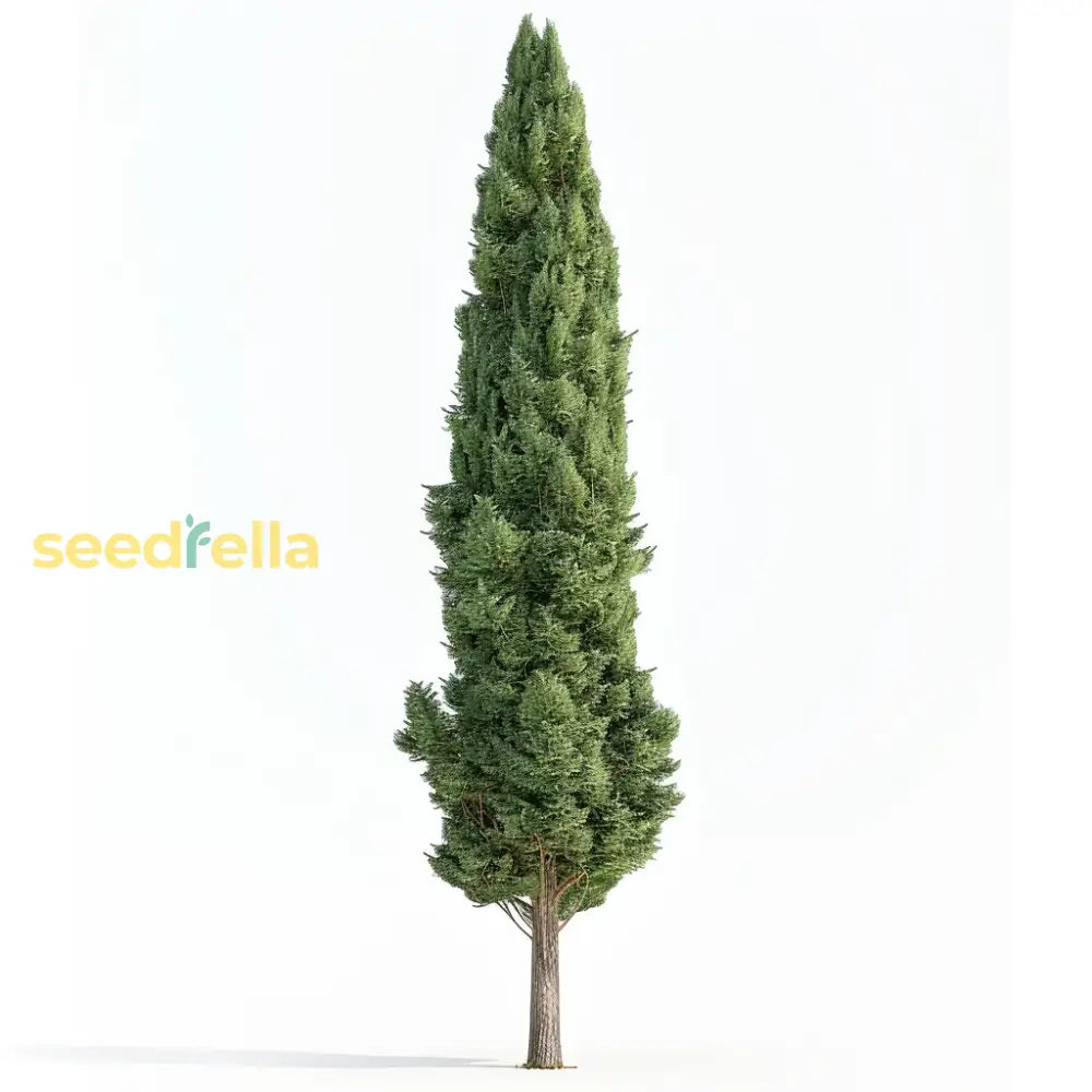 Green Cupressus Stricta Seeds For Planting  Tall Evergreen Trees Plant Seeds