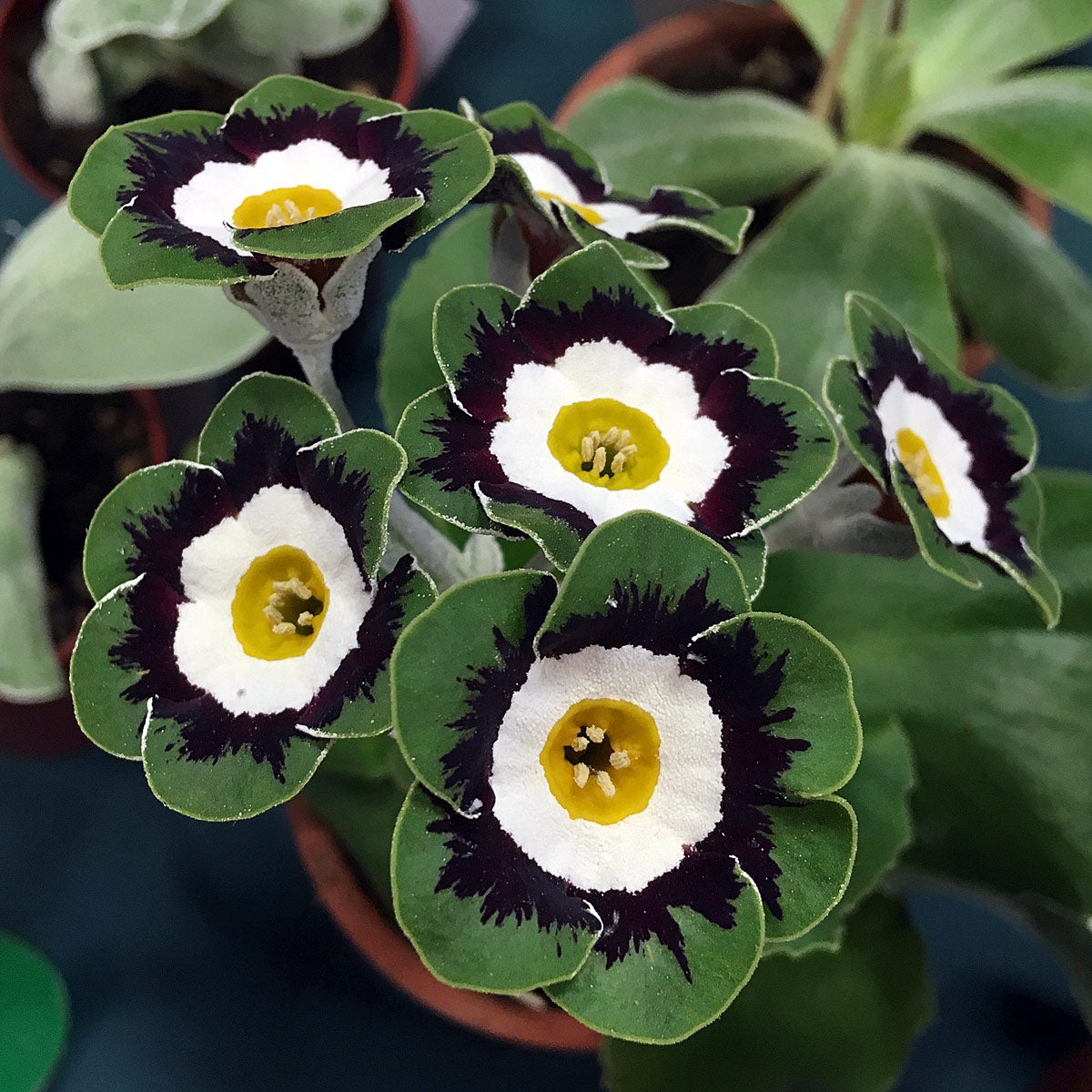 Green White Primrose Flower seeds for Planting - Perfect for Borders, Heirloom & GMO Free Seeds for Home Garden