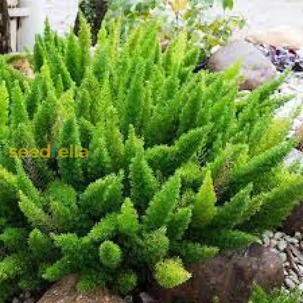 Green Foxtail Fern Seeds For Planting Plant Seeds