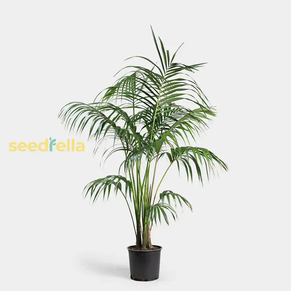 Green Kentia Palm Tree Seeds - Perfect For Indoor & Outdoor Planting Plant Seeds