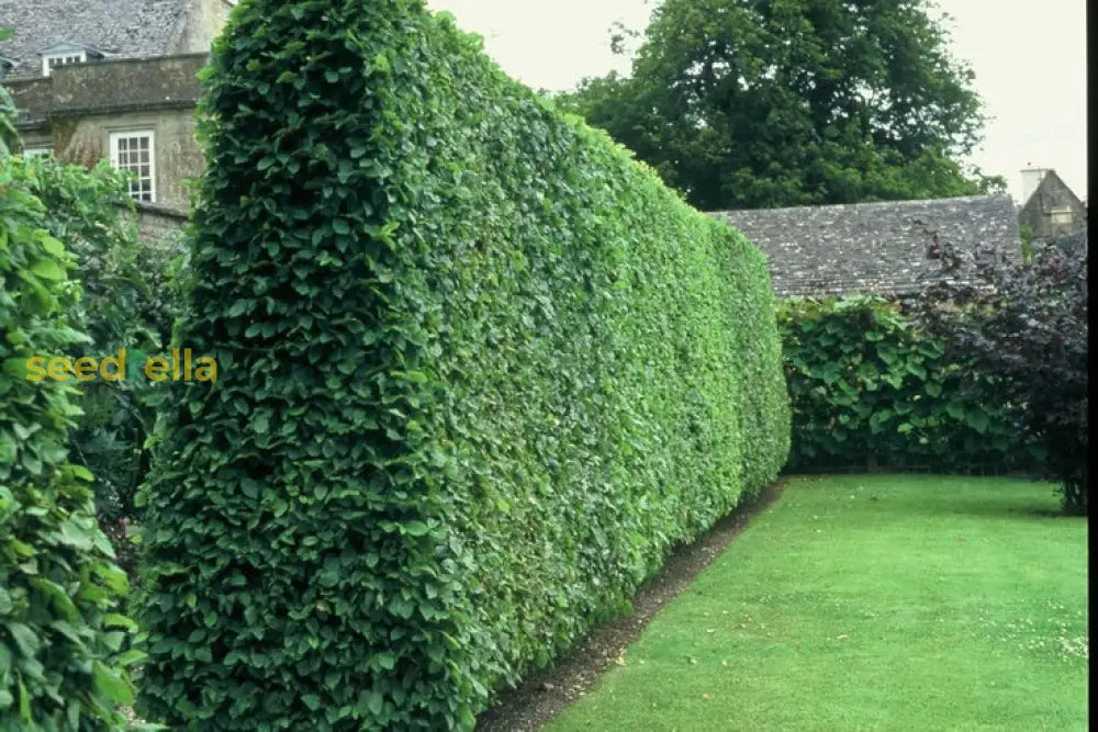 Green Ligustrum Seeds  Lush Perennial Planting For Dense Hedges Plant Seeds