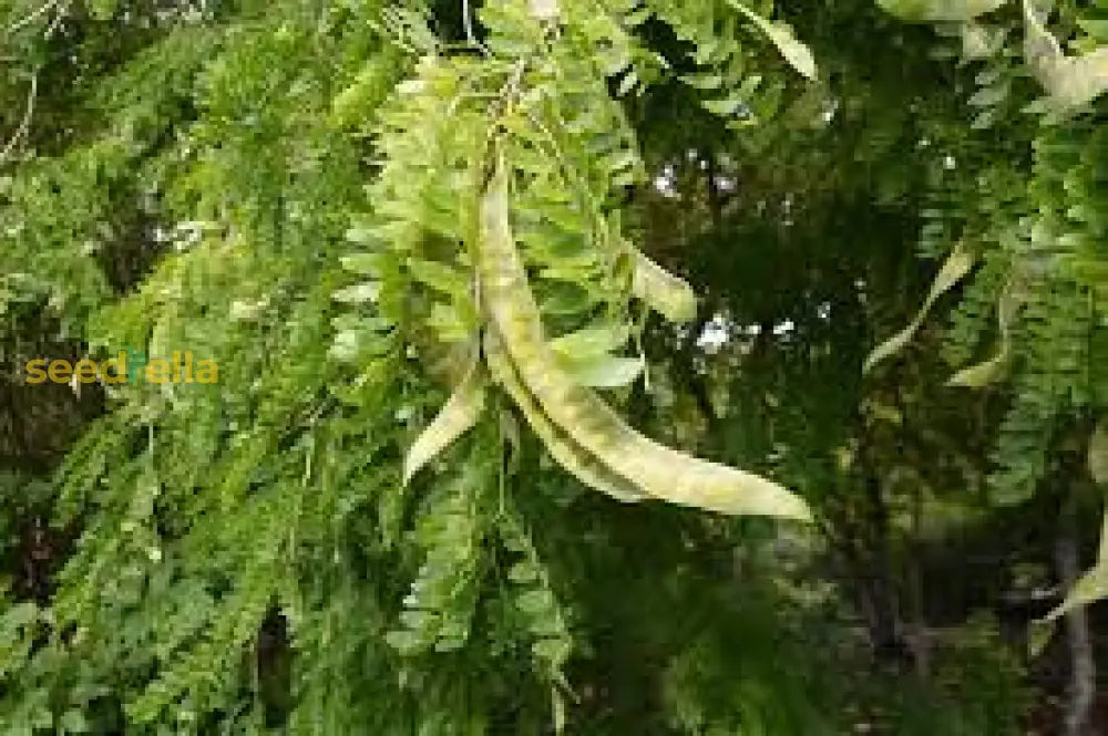 Green Locust Tree Seeds Collection For Easy Planting Plant Seeds