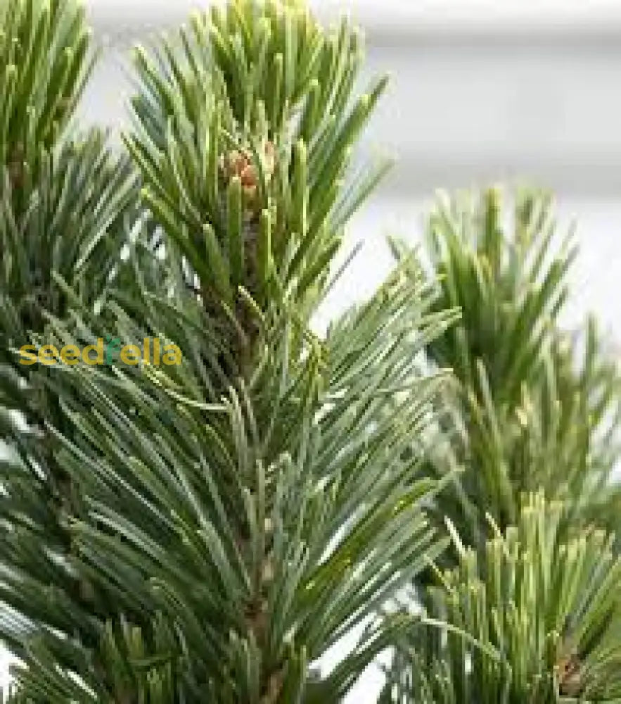 Green Longaeva Tree Planting Seeds - Grow Your Own Today Plant Seeds